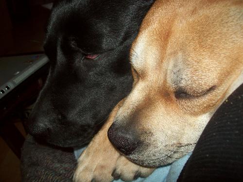 My doggies sleeping - My 2 dogs sleeping together
