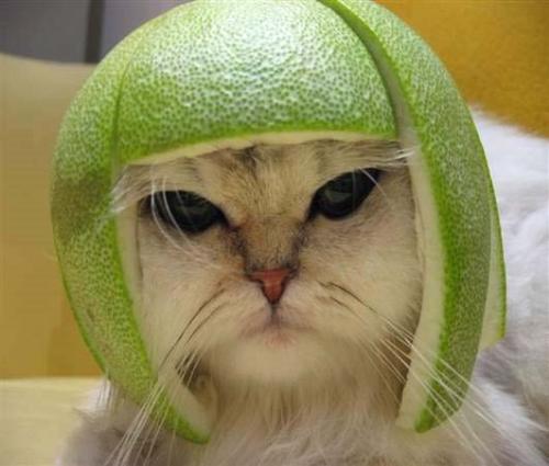 Its HOT!!!!! - Even this kitten in my computer is feeling the heat.Thats why it has prepared a cap made up of watermelon.That make it very cool and feels like its winter.This heat is all due to the global warming which is because of us,and the animals are also suffering with us.But the mistake is ours...