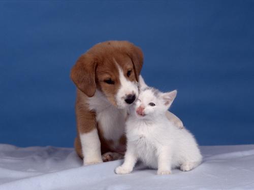 cat and dog - Cut dog with littel cat