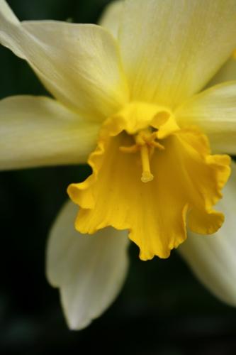 Daffodil - One of the MANY daffodils around my house. :D