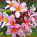 pics - flowers