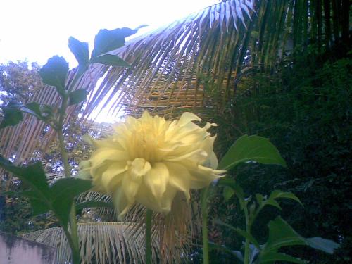 flower - beqautiful yellow flower