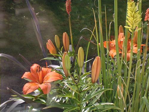 Orange Lilies - Orange Lilies in my garden