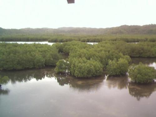 Overlooking mangroves in Siargao Islands - We are in a tower owned by a hotel nearby,from the tower you can see the mangroves. A very nice view, so calm and relaxing. Siargao Islands is the surfing capital of the Philippines. I hope everyone will take time to visit this place. I considered my vacation there as one of the best vacation i ever had.