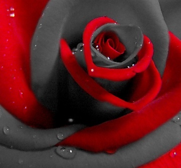 Black and Red Rose - Rose
