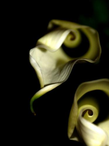 Calla Lily Black and White - Calla Lily...I found pic on Google