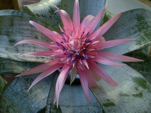 Desert Rose....Beautiful - Desert Rose from my Husband