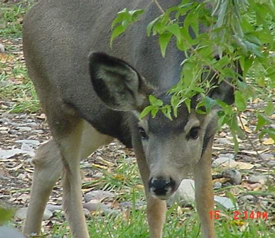Mule Deer Doe - This is a frequent visitor to my friend’s yard in Western Colorado where I live.  I took this picture in the afternoon of October 15, 2006 as she made her way around the house looking for tidbits to munch on.