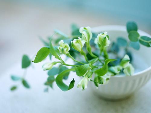 flowers - whenever I see these beautifull flowers, my mood is very happy. I like the flowers very much.