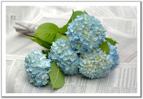 beauty - Green plants can beautify the human's heart,and it makes the people's mood open and love the life and nature.