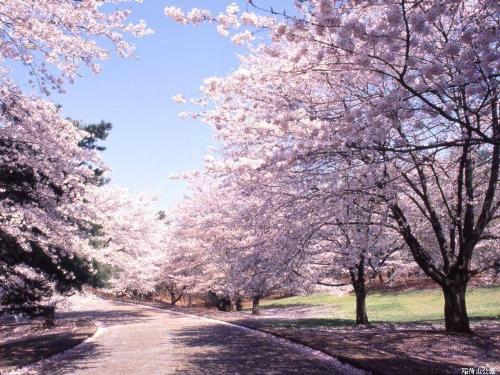 cherry - I like the cherry.my dreamis is to see the cherry in tokyo.