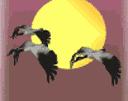 sky  - birds flying in sky