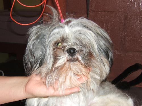 matted dog - 2 years of not being groomed has left this poor little shi*zu hardly able to see. The fur came off like a pelt, rather than hair.