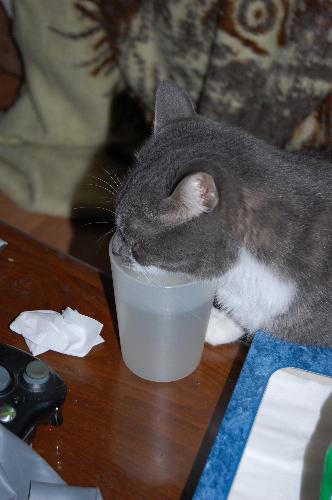 Kitty Drinking Water - My kitty has been caught drinking out of my cup of water!