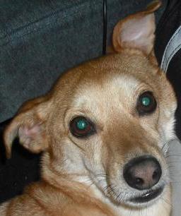 Buddie - Buddie the dog, dog of mystery relaxing after a long day of saving the world!