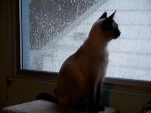 My cat Tikvah - My cat gazing out the window at the rain.