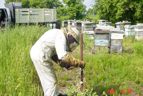 fixing the Bear fence - Fixing the Bear fence around a Bee-yard at Campbell's Honey