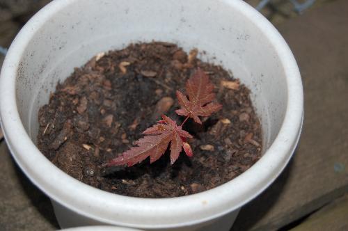 Japanese Maple - Potted Japanese Maple Seedling