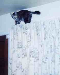 Music on top of my curtains - He was always a climber when he was a kitten but since has calmed down quite a bit and is a lovable teddy bear now!