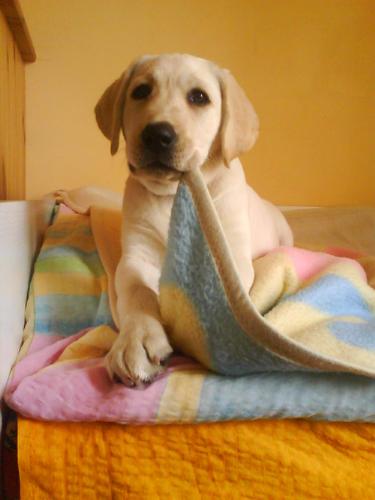 Coma - My puppy, Coma. Her she is about 3-4 months old. Chewing her favourite blanket.