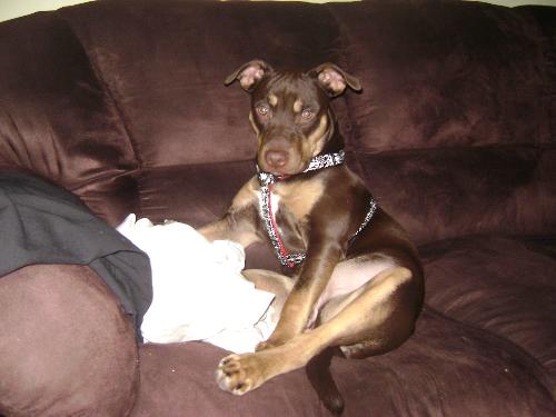 Dog - this is my Pitbull Dakota. She is the cutest