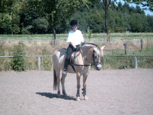 Norwegian Fjord Horse - A Norwegian Fjord horse isn't considered a pony but it isn't as high as a normal horse. Norwegians are excellent for horse riding lessons, treatment of handicapped people and extremely friendly with children.