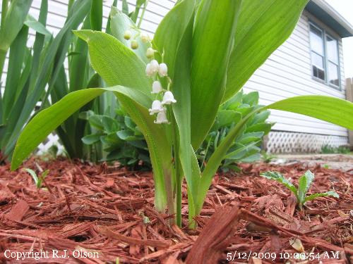 Lily Of The Valley - They are all blooming now and look great.