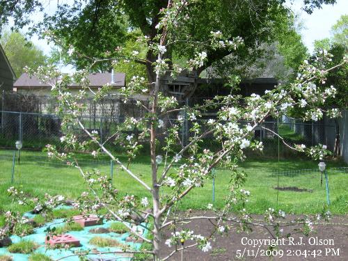 HoneyCrisp Tree - In full bloom HoneyCrisp Tree - In full bloom