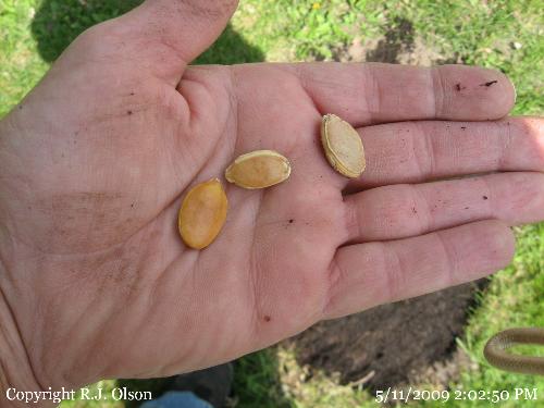 wow! - Atlantic Giant Pumpkin seeds