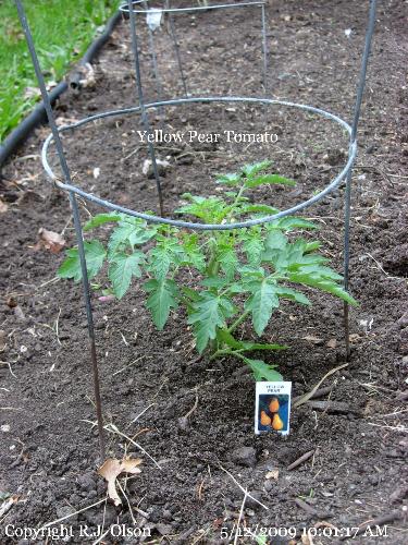 Yellow Pear - First time growing this variety of tomato.