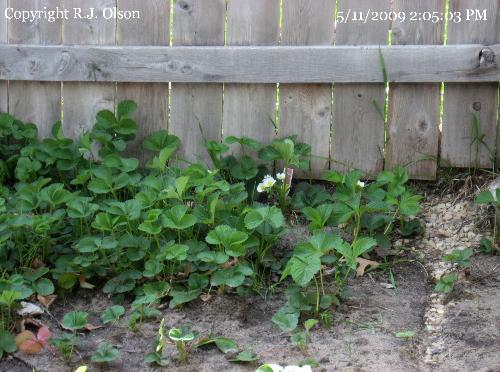 Transplanted Blossoms - The ones I transplanted recently are starting to bloom. Transplanted Blossoms - The ones I transplanted recently are starting to bloom.