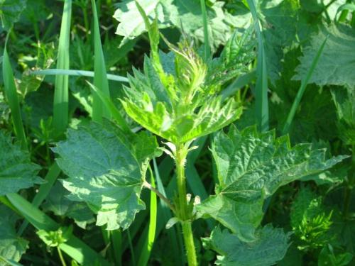 Stinging Nettle - Great Ingredient to Add to Home Made Soup Stinging Nettle - Great Ingredient to Add to Home Made Soup