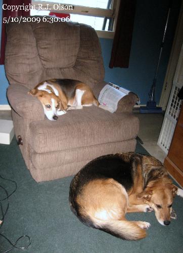 Buster (chair) Sam (floor) - Buster and Sam relaxing after a long day of running around.