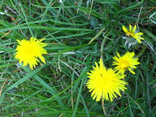 Controlling Dandelions - Pesky Weeds, good for wine and salad anyway. I need to get rid of them in the lawn and near my flower gardens, now!