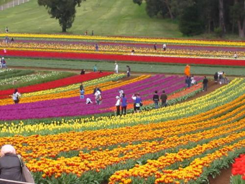 Tulip Festival - Each year, Holland, Michigan, hosts their tulip festival. Thousands and thousands of blooms draw a crowd of people to partake in the festivities.