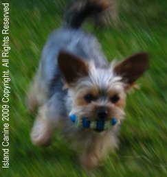 Fetch is one of my Favorite Activities - Roxy Loves to play fetch with her toy. If I toss a stick she will run away, lay down and chew it. Fetch is one of my Favorite Activities - Roxy Loves to play fetch with her toy. If I toss a stick she will run away, lay down and chew it.