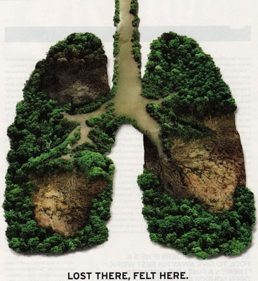 nature - what is the nature for earth . yes this is lung of earth please dont harm to it .