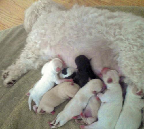 8 Puppies - Here are the eight puppies nursing!