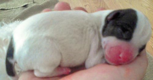 Cow Puppy - This puppy was the second to last to be born! He looks like a cow to me!