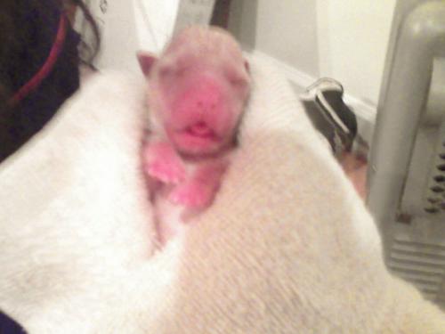 Second Newborn Dog - THis one we call 'Buttered Toast' because he's the biggest, and is sort of the color of toast. He was the second to be born. THis is when he FIRST got born... they actually seem to grow a lot in the first day!