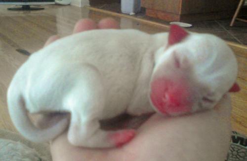 Holding a Puppy - Look how small the puppies are! Their average weight is 5 ounces at birth.
