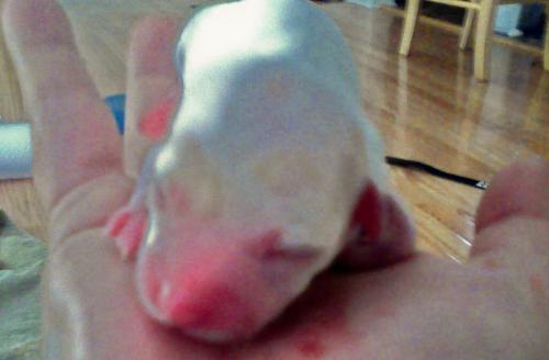 The Runt - This is the one who caused us so much worry! I have a special place in my heart for her... she's a cuddler!