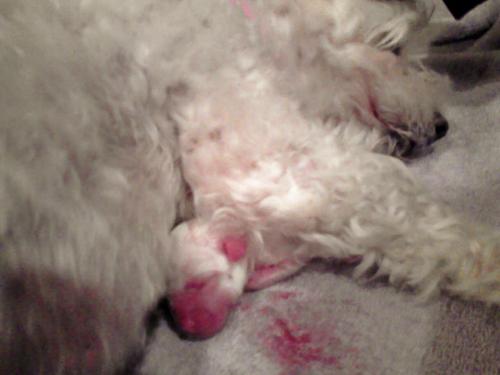 Clover's First Puppy - Here is Clover and her first puppy ever! Pay no attention to the blood!