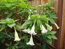 Angel Trumpet Plant - Blooming Angel Trumpet plant