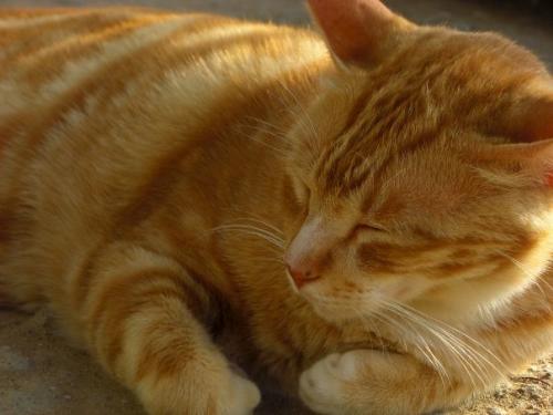 Sleeping cat - A cat is sleeping in front of me, very cute