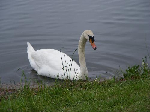 The swan on our lake - I took these just over the fence in my backyard The swan on our lake - I took these just over the fence in my backyard