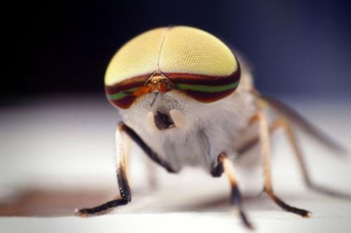 vermin beautiful - this is power of god . wowww