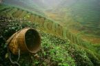 Tea garden - Picking of tea leaves