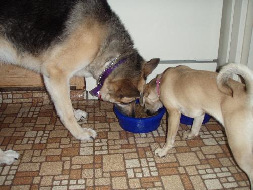 dog sitting - my dog and my daughters dog eating together