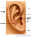 The ear - Should we believe our ears?